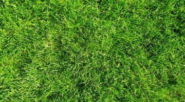 Scientists unlock ‘Green’ Energy from Garden Grass