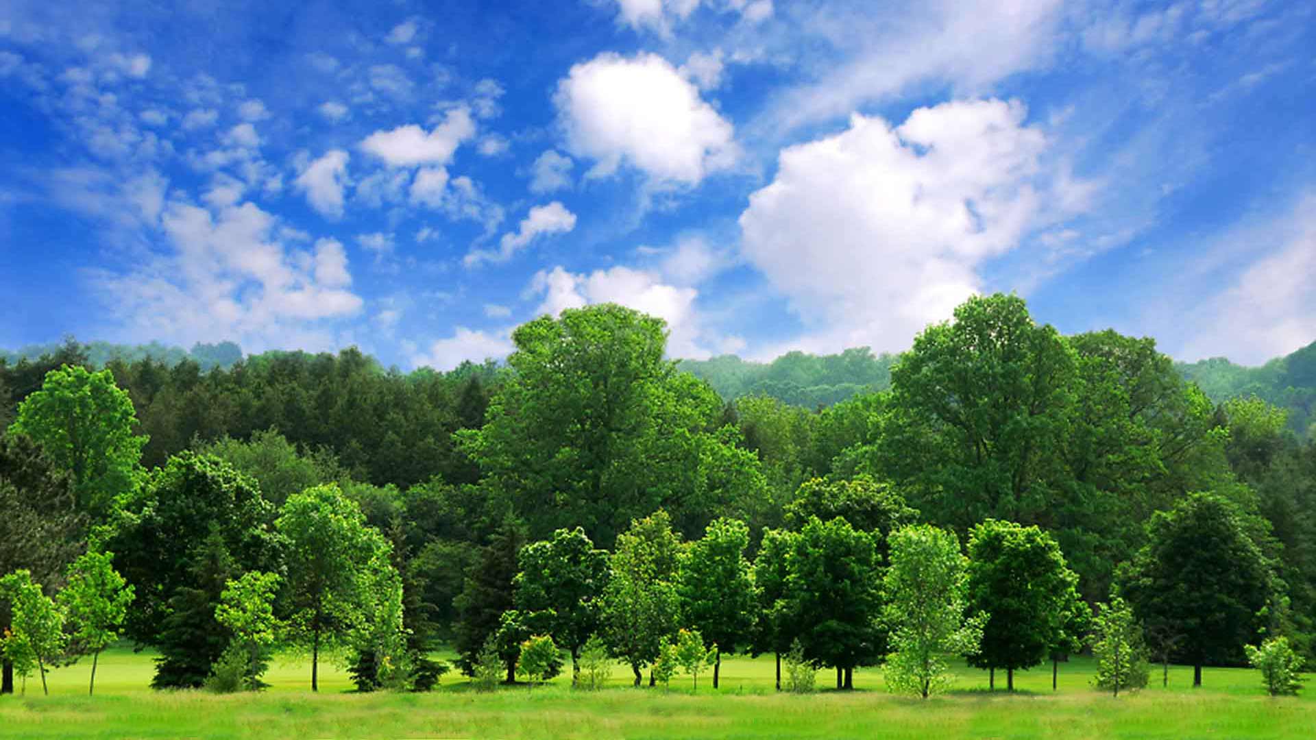 Trees are the Answer
