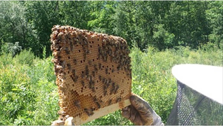 European Scientists discover Bee Resurgence after Banning these 3 Pesticides still used in the US