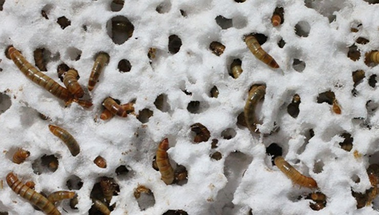 These Tiny Worms could be the solution to our massive Global Plastic Pollution Problem