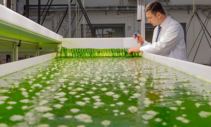 An Innovative Clean Fuel of the Future: The Power of Algae