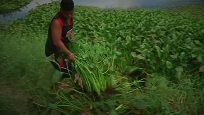 Invasive Plants could Fuel Kitchens in the Philippines as an Eco Friendly Alternative