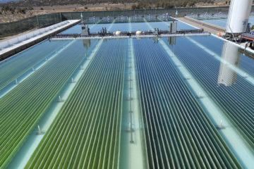 New Source of Renewable Energy Discovered! Green Energy Potential of ALGAE