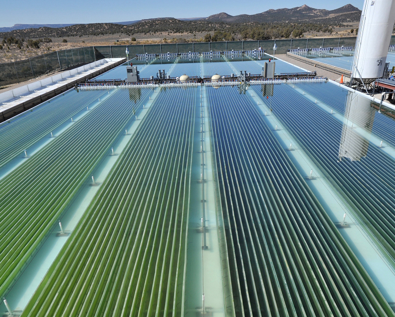 New Source of Renewable Energy Discovered! Green Energy Potential of ALGAE
