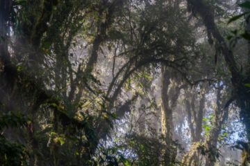 What will Climate Change do to Cloud Forests?
