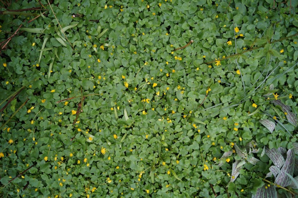 Is Your Weed Killing The Environment?