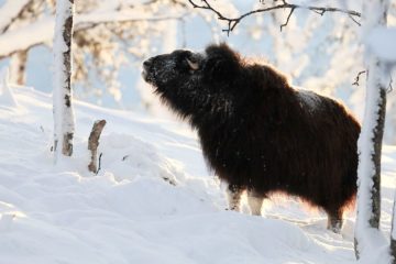How Climate Change is Shrinking the Largest Arctic Land Mammal