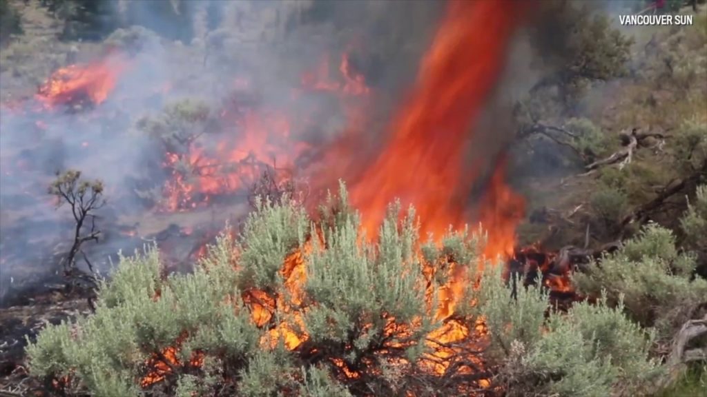 Human Impact on Climate Change and How we can Stop it