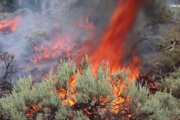 Human Impact on Climate Change and How we can Stop it