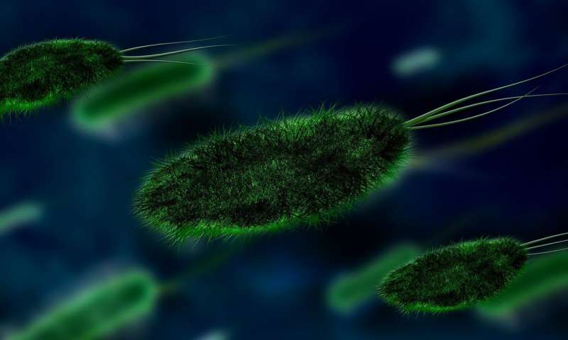 Bacteria-powered Solar Cell converts Light to Energy, Even under overcast Skies