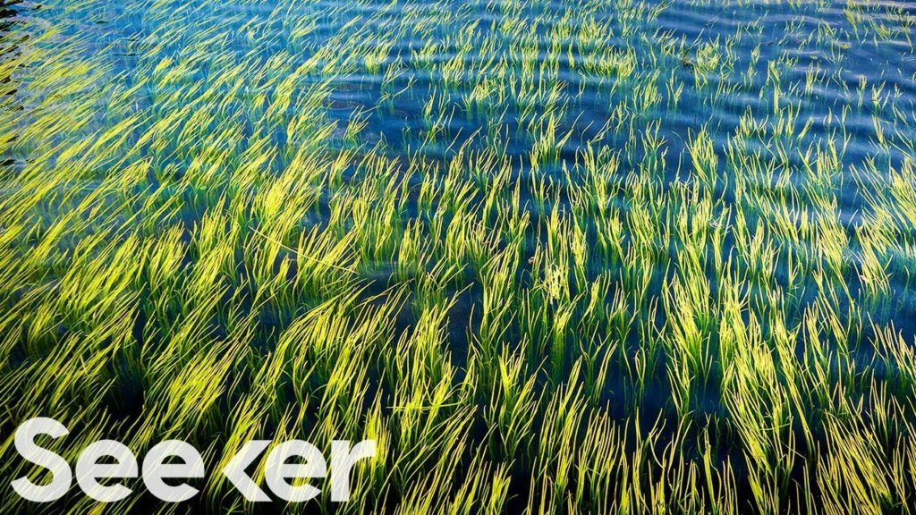 How Seaweed could slow down Climate Change