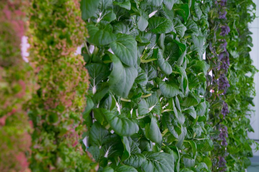 The Rise of High-Tech Indoor Farming is gaining popularity worldwide