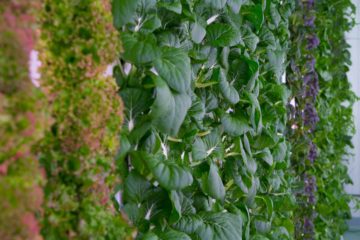 The Rise of High-Tech Indoor Farming is gaining popularity worldwide