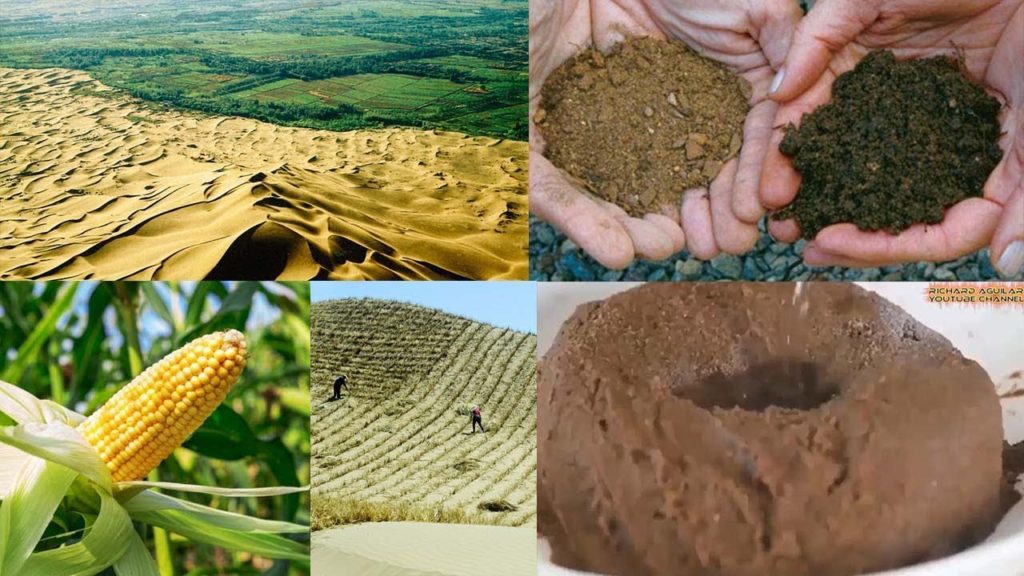 5 Best Methods China uses to convert Desert into Productive Lands
