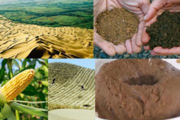 5 Best Methods China uses to convert Desert into Productive Lands