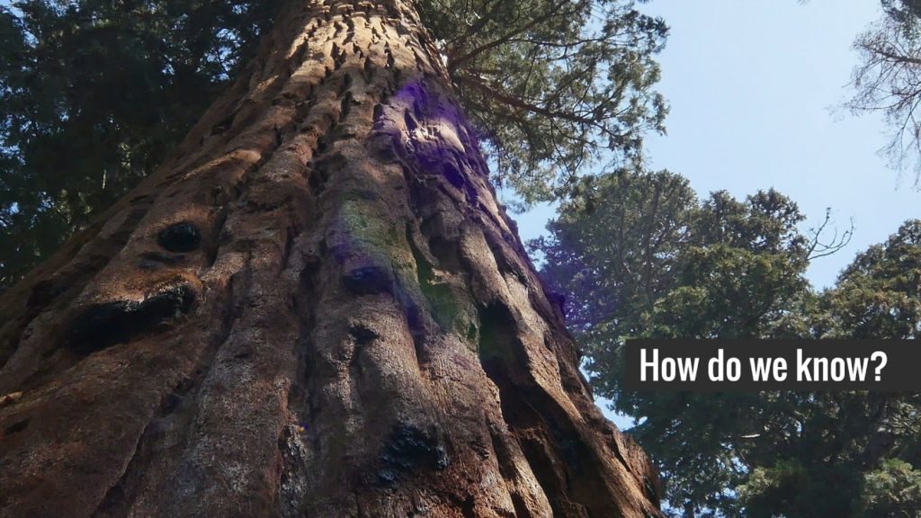 Fingerprint of Human Influence of Drought is in the Trees