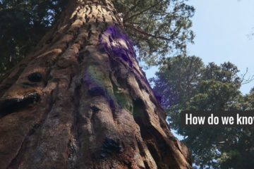 Fingerprint of Human Influence of Drought is in the Trees