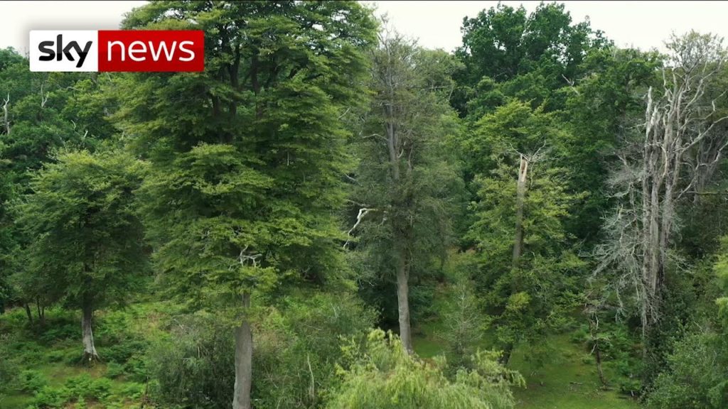 Climate Change: UK ‘needs one Billion Trees’