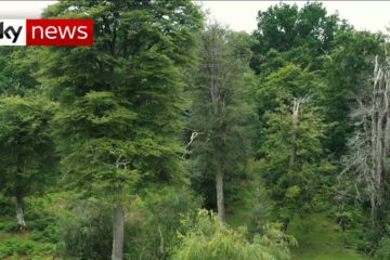Climate Change: UK ‘needs one Billion Trees’