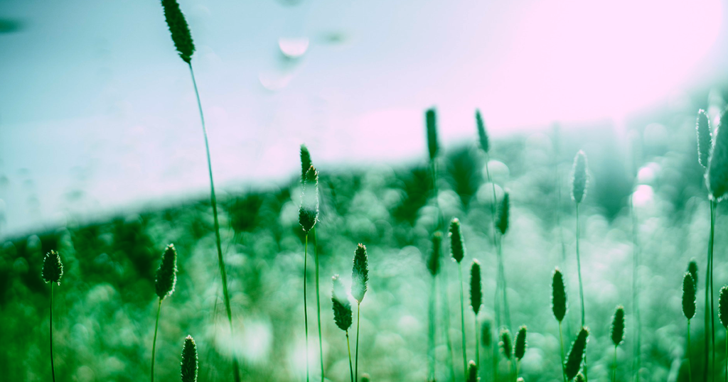 Climate Change may aggravate Allergies