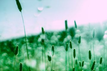 Climate Change may aggravate Allergies