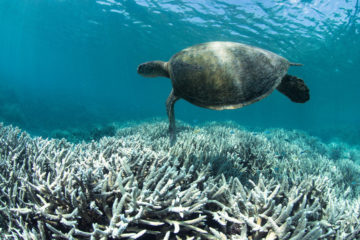5 astonishing Statistics that show how urgently we need to Save our Ocean