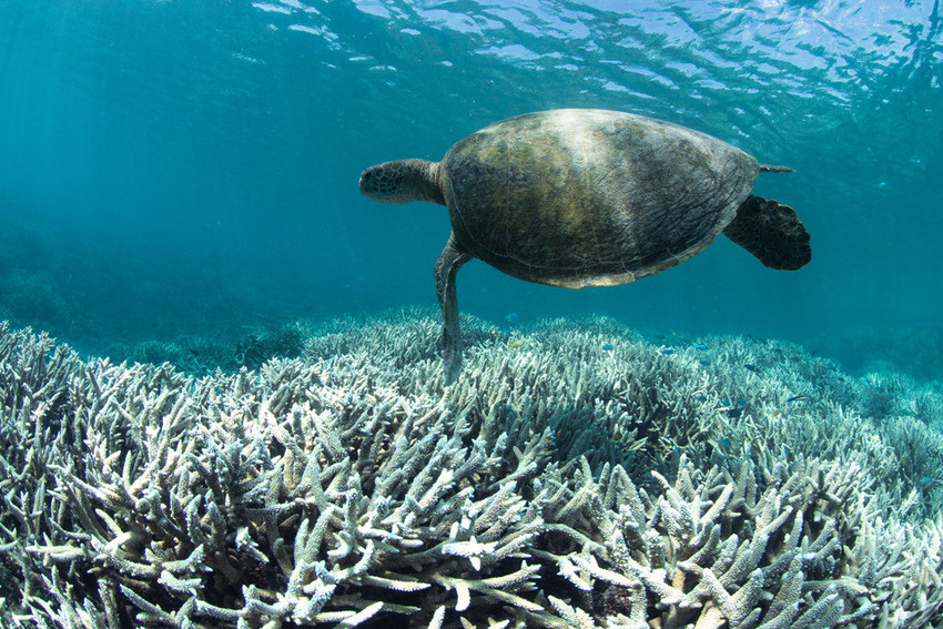 5 astonishing Statistics that show how urgently we need to Save our Ocean