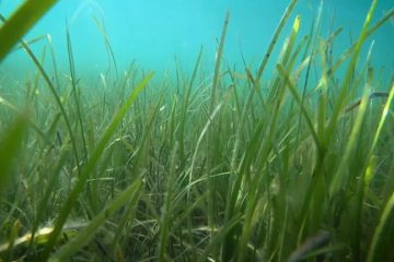 British Seagrass could help tackle Climate Change