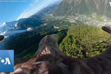 Eagle Mounted Camera to show Effect of Climate Change on Alps Glacier Reduction
