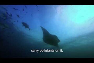 Plastic Pollution Hotspots Threaten Ocean Life