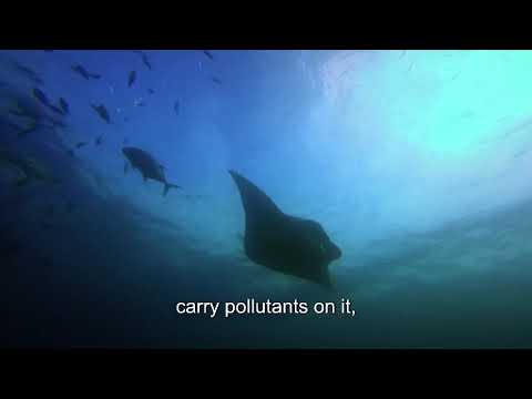 Plastic Pollution Hotspots Threaten Ocean Life