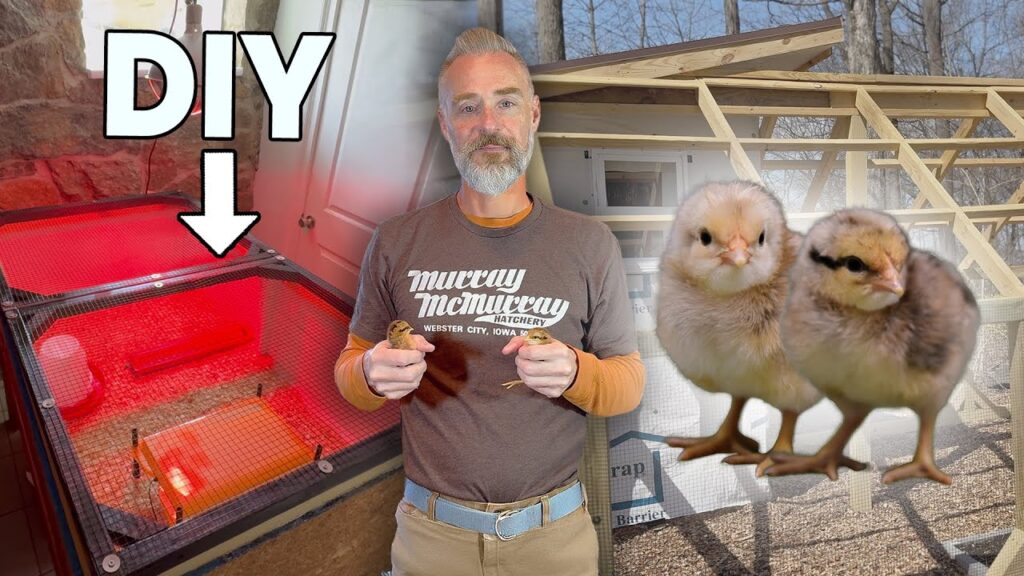 Building a DIY Wineberry Hill Brooder For My NEW Bielefelder Chicks Building a DIY Wineberry Hill Brooder For My NEW Bielefelder Chicks